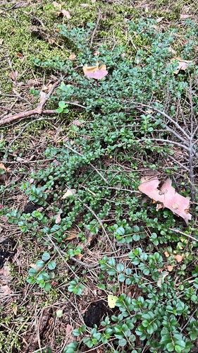 Cotoneaster horizontalis (rock cotoneaster)