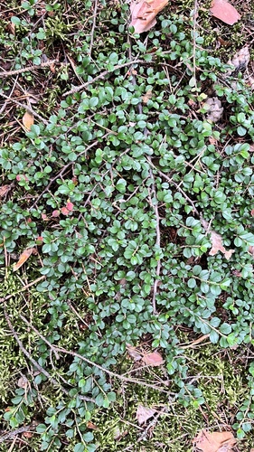 Cotoneaster horizontalis (rock cotoneaster)