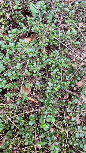 Cotoneaster horizontalis (rock cotoneaster)
