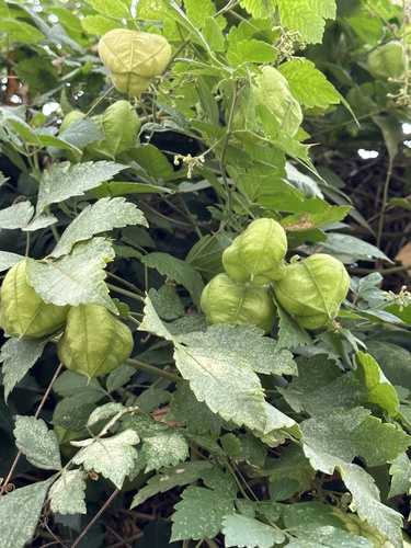 Cardiospermum grandiflorum (Showy Balloon Vine) (alternate view 5)