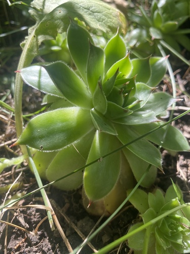 Sempervivum tectorum (Hens and Chicks) (alternate view 9)