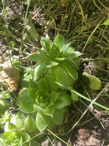 Sempervivum tectorum (Hens and Chicks) (alternate view 10)