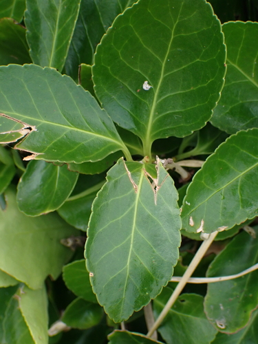 Euonymus japonicus (Japanese Euonymus) (alternate view 4)