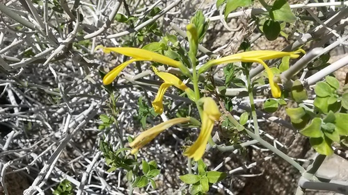 Justicia californica (chuparosa) (alternate view 4)