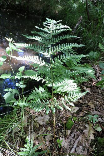 Dryopteris dilatata (broad buckler-fern)