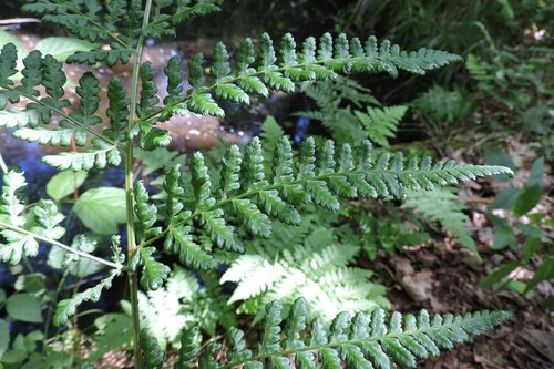 Dryopteris dilatata (broad buckler-fern)