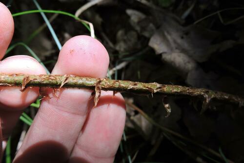 Dryopteris dilatata (broad buckler-fern)