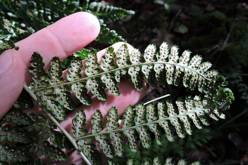 Dryopteris dilatata (broad buckler-fern)