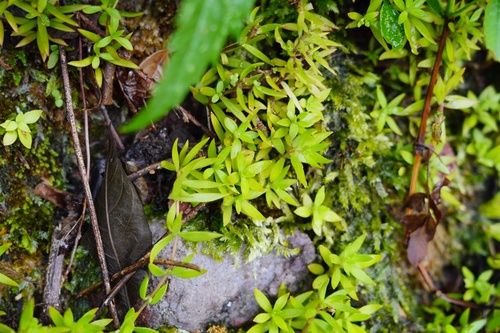 Sedum sarmentosum (Stringy Stonecrop) (alternate view 5)