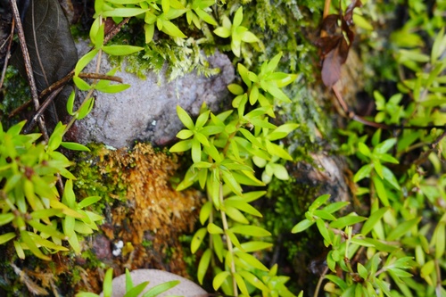 Sedum sarmentosum (Stringy Stonecrop) (alternate view 6)