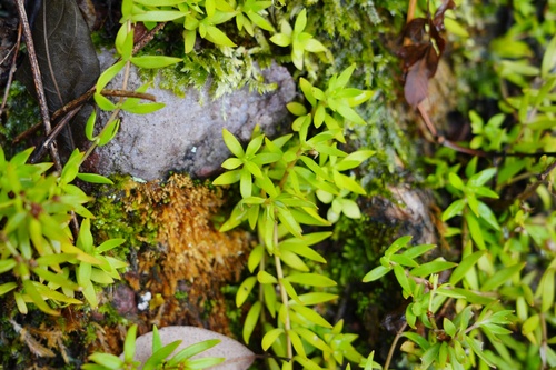 Sedum sarmentosum (Stringy Stonecrop) (alternate view 7)