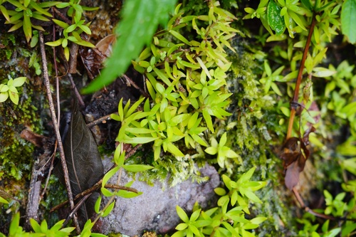 Sedum sarmentosum (Stringy Stonecrop) (alternate view 8)
