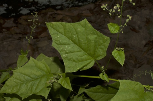 Chenopodiastrum (maple and nettle-leaved goosefoots)