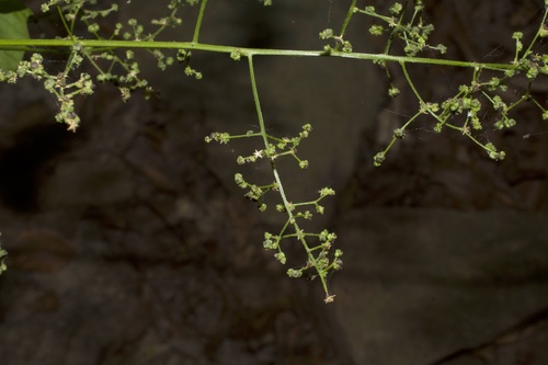 Chenopodiastrum (maple and nettle-leaved goosefoots) (alternate view 2)