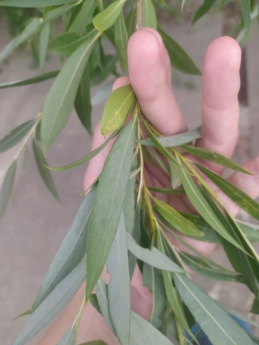Salix alba (white willow)