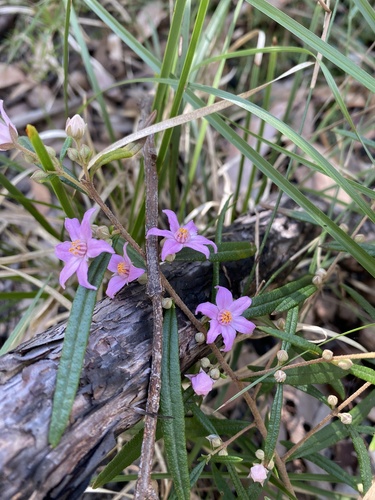 Boronia rosmarinifolia (Pink Boronia) (alternate view 9)