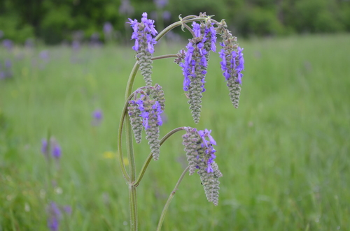 Salvia nutans