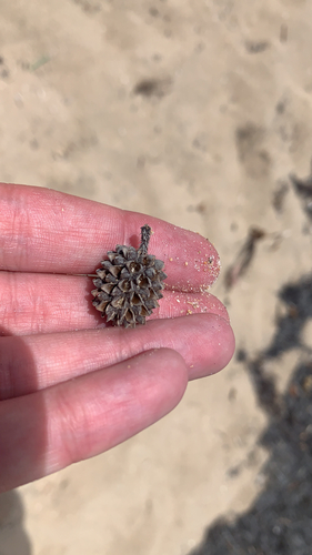 Casuarina equisetifolia (Beach Sheoak) (alternate view 5)