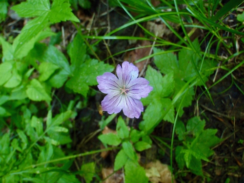 Geranium nodosum (alternate view 6)