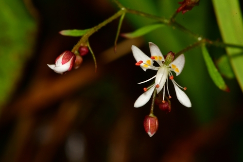 Micranthes (Early saxifrages) (alternate view 5)