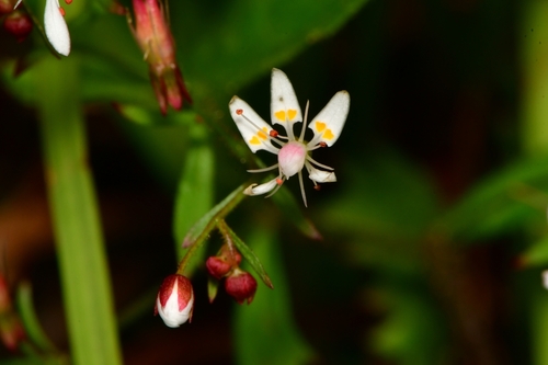 Micranthes (Early saxifrages) (alternate view 6)