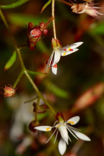 Micranthes (Early saxifrages) (alternate view 7)