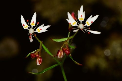 Micranthes (Early saxifrages) (alternate view 8)