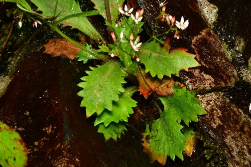 Micranthes (Early saxifrages) (alternate view 9)