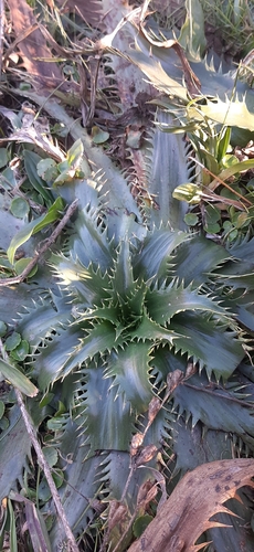 Eryngium agavifolium (Agave-leaved Sea Holly)