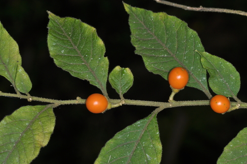 Solanum pseudocapsicum (Jerusalem cherry) (alternate view 5)