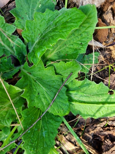 Cymbonotus preissianus (Austral bear’s-ears) (alternate view 4)