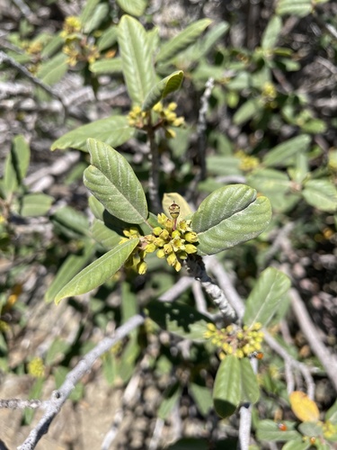 Frangula californica (coffeeberry)