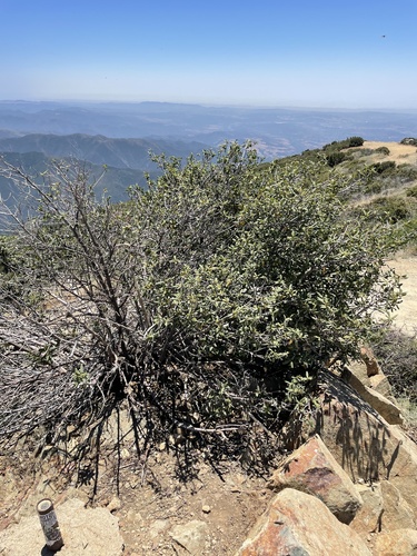 Frangula californica (coffeeberry)