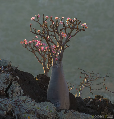 Adenium obesum (Desert Rose)