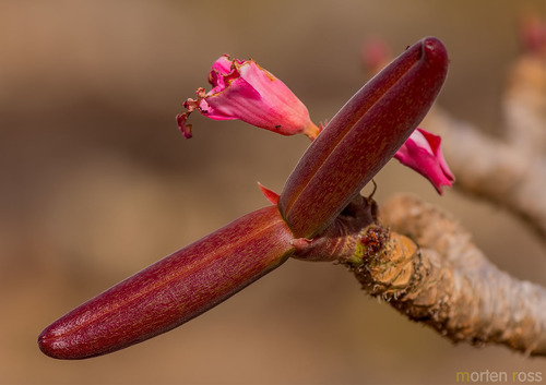Adenium obesum (Desert Rose)