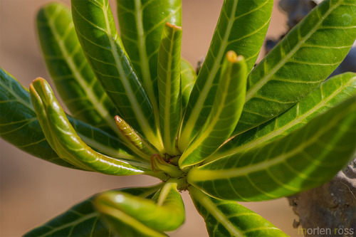 Adenium obesum (Desert Rose)