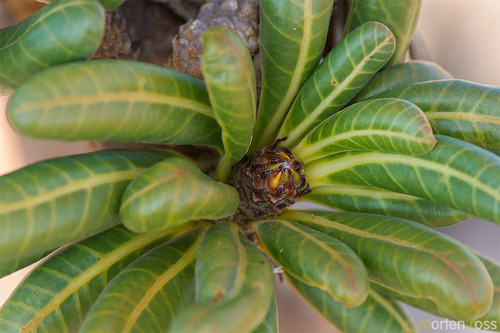 Adenium obesum (Desert Rose)