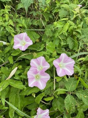 Calystegia sepium (hedge bindweed)