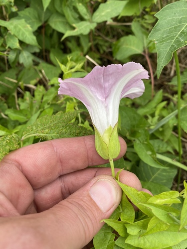 Calystegia sepium (hedge bindweed) (alternate view 2)