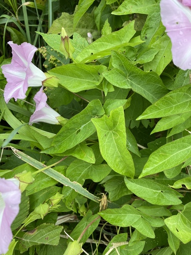 Calystegia sepium (hedge bindweed) (alternate view 3)
