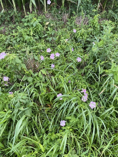 Calystegia sepium (hedge bindweed) (alternate view 4)