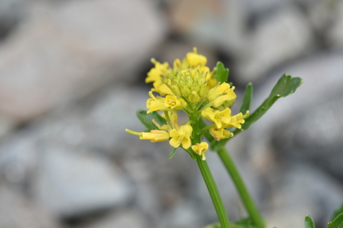 Barbarea orthoceras (American yellowrocket) (alternate view 10)