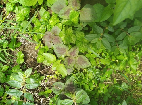 Coleus scutellarioides (Coleus)