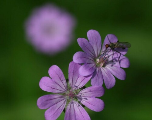 Geranium pyrenaicum (Hedgerow Crane's-bill)