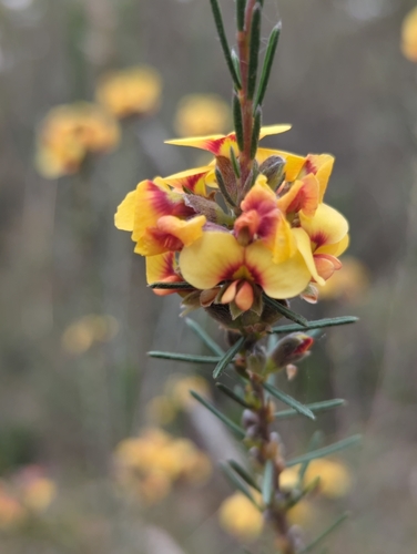 Dillwynia sericea (showy parrot-pea) (alternate view 6)