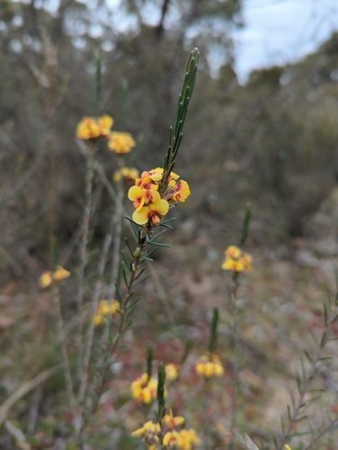 Dillwynia sericea (showy parrot-pea) (alternate view 7)