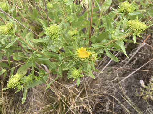 Grindelia integrifolia (Puget Sound Gumweed) (alternate view 4)