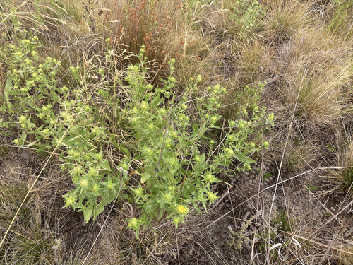 Grindelia integrifolia (Puget Sound Gumweed) (alternate view 5)
