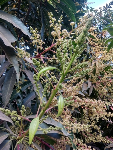 Mangifera (mangoes) (alternate view 7)