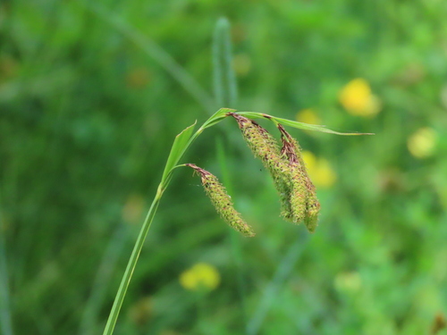 Carex mertensii (Merten's Sedge) (alternate view 3)